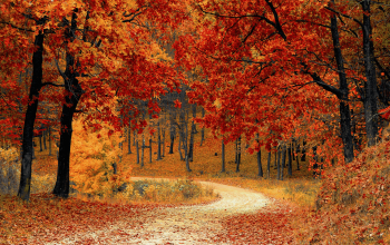 Vibrant red and orange Chinar trees in Kashmir October, showcasing the most stunning autumn scenery.